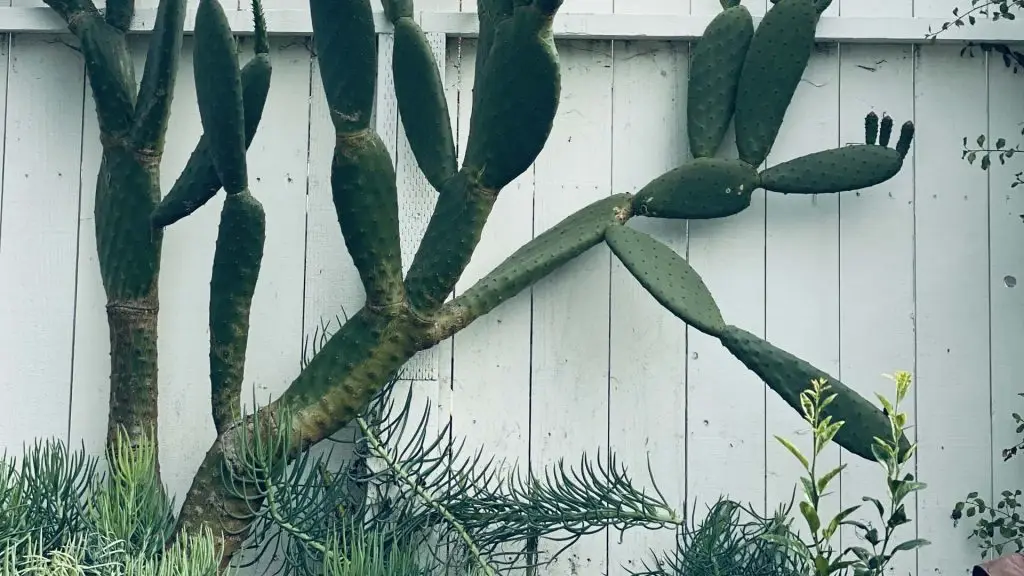 San Francisco Cactus