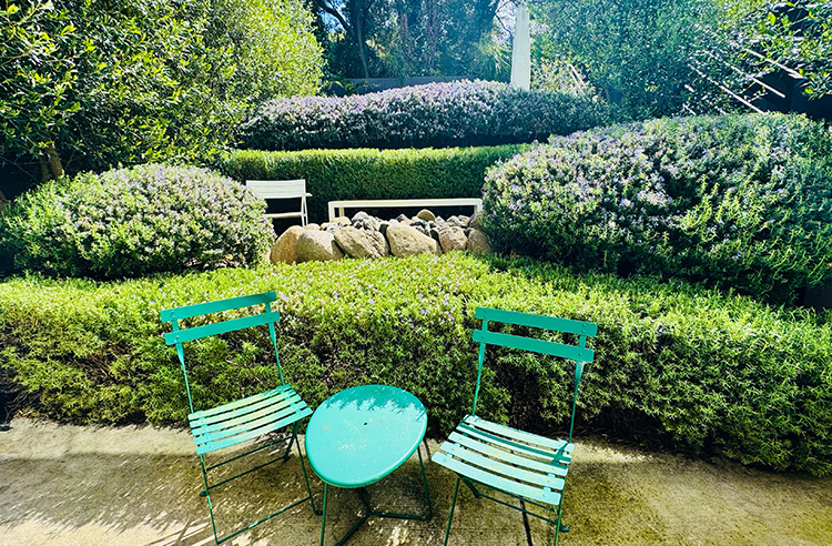 Oakland Garden Redesign and Planting